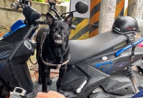 狗狗保护主人的电动车,一有人靠近就龇牙警告,认真负责的忠犬呀 狗狗保护主人的电动车,一有人靠近就龇牙警告,认真负责的忠犬呀
