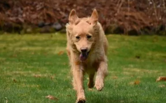 新斯科舍猎鸭寻猎犬怎么养呢?这些技巧要知道 新斯科舍猎鸭寻猎犬怎么养呢?这些技巧要知道