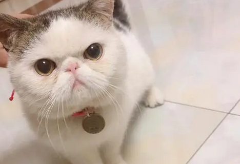加菲猫多少钱一只 加菲猫多少钱一只