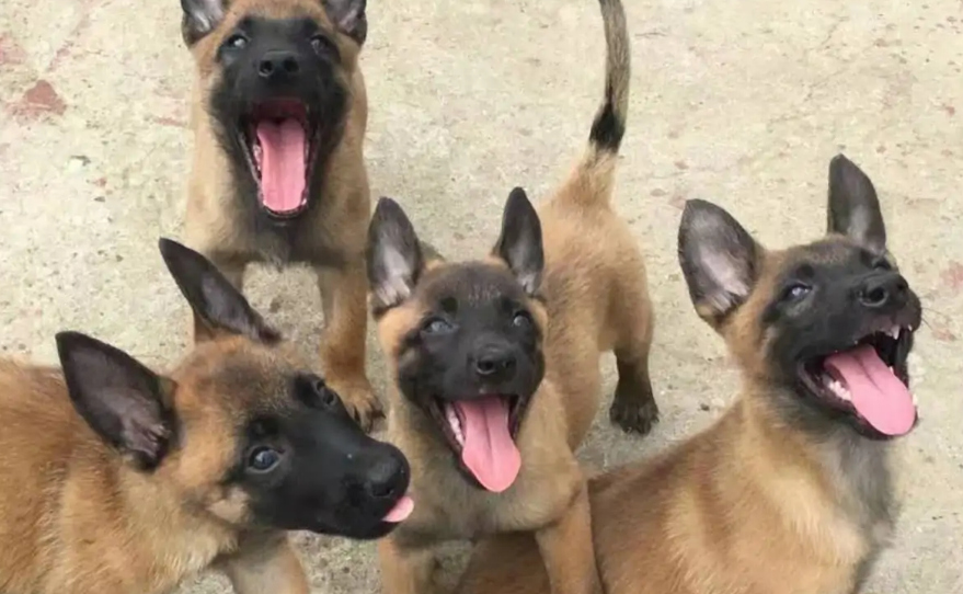 马犬大概多少钱一只 马犬大概多少钱一只