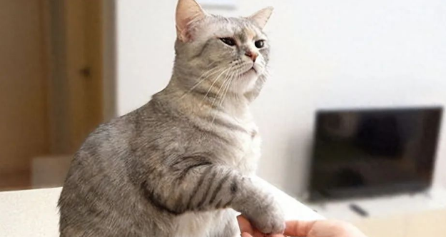 猫咪有这7个表现,说明是“聪明猫”,你家猫中几个? 猫咪有这7个表现,说明是“聪明猫”,你家猫中几个?