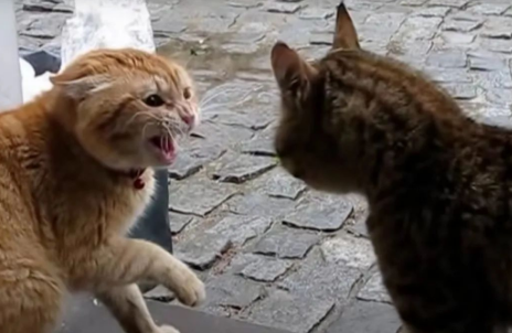 猫咪常打架互踹,就是关系不好,水火不容? 猫咪常打架互踹,就是关系不好,水火不容?