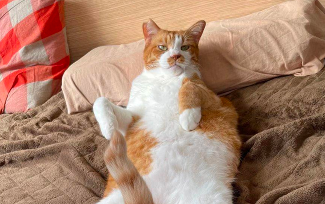 天冷了,床上也应景地长出了毛绒绒的猫咪蘑菇 天冷了,床上也应景地长出了毛绒绒的猫咪蘑菇