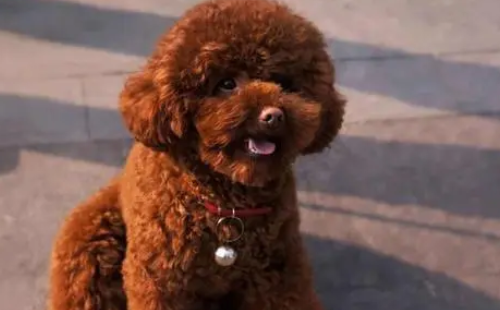 泰迪犬的优点和缺点