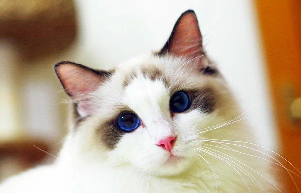 蓝眼睛的猫咪是什么品种