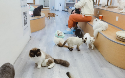 猫咖加盟店10大品牌