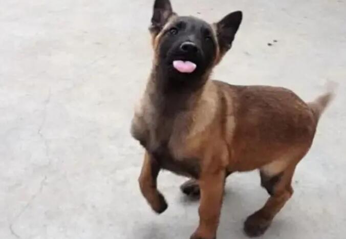 马犬多大开始训练是正确的