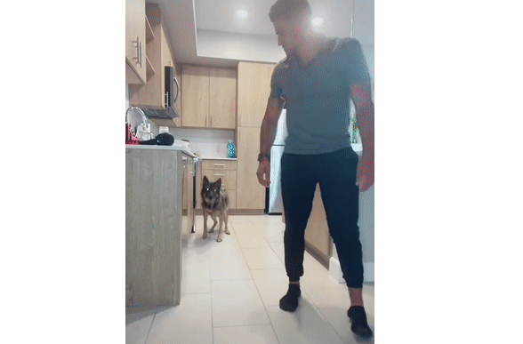 警犬退役后情绪很低落,铲屎官灵机一动,陪它演了一出戏... 警犬退役后情绪很低落,铲屎官灵机一动,陪它演了一出戏...