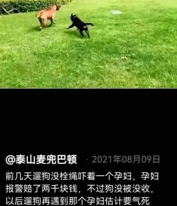 济南男子炫耀养3条烈性犬后续:真实身份遭曝光,已被罚款拘留 济南男子炫耀养3条烈性犬后续:真实身份遭曝光,已被罚款拘留