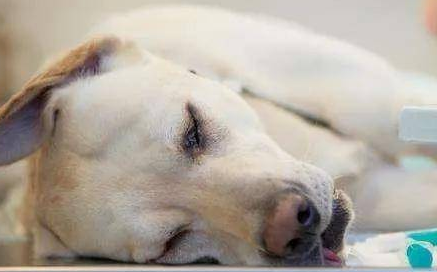 治疗犬瘟抽搐的特效药 治疗犬瘟抽搐的特效药