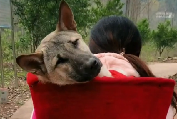 小狗生病以为自己要挂了，给自己刨了个坑，主人用背篓背它求医