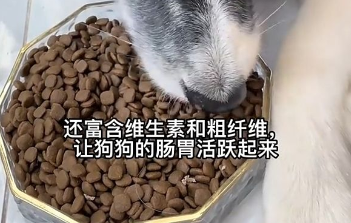 卫兰仕宠物用品之宠物粮篇，速来了解