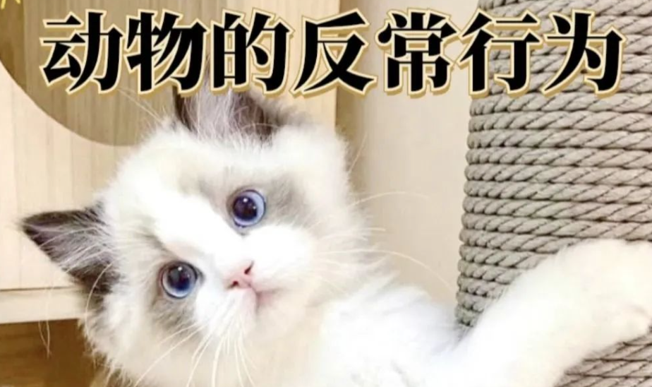 猫咪如果出现反常行为,一定要注意了,可能是在救你 猫咪如果出现反常行为,一定要注意了,可能是在救你