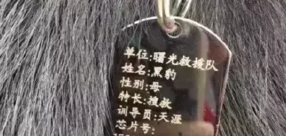 因为过度劳累,搜救犬黑豹在连续救援22天后殉职 因为过度劳累,搜救犬黑豹在连续救援22天后殉职