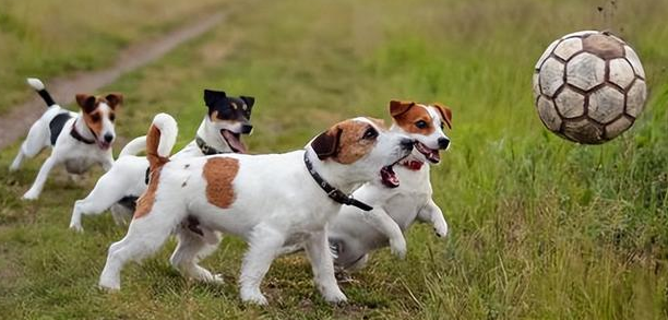 混血的太仓猎犬，视主人的命令高于一切