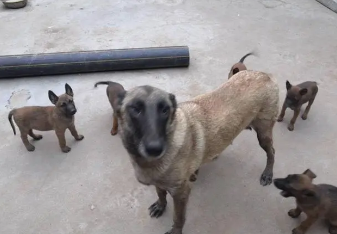小马犬吃什么长的快 小马犬吃什么长的快