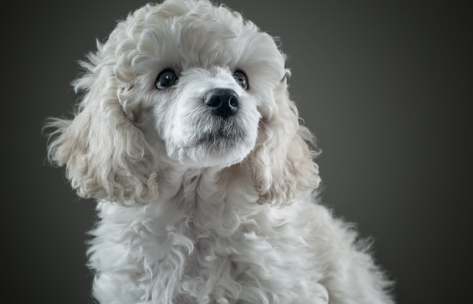 这是谁家的白色贵宾犬