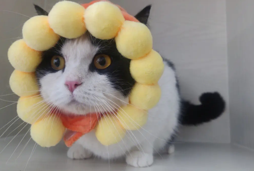 英短有奶牛猫吗 英短有奶牛猫吗