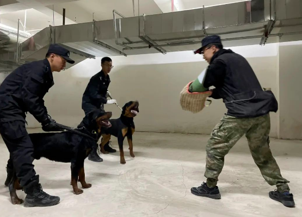 勤学苦练强实战 “犬”力以赴保平安
