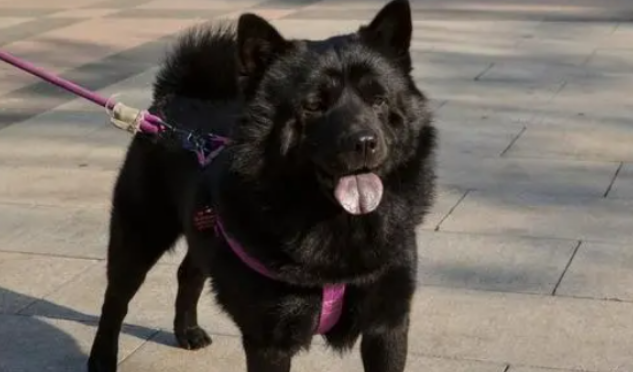 五黑犬在犬界排名 五黑犬在犬界排名