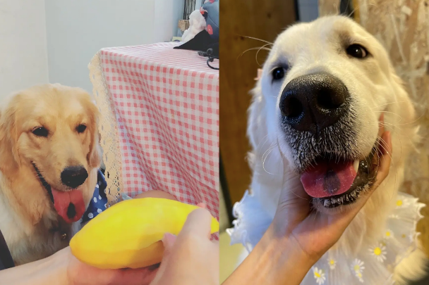 女士新养了只狗，它的胎记竟和去世狗狗一样，是回来找主人了吗？