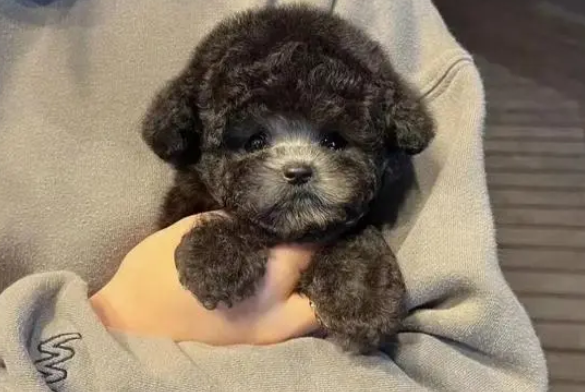 灰色泰迪幼犬多少钱一只