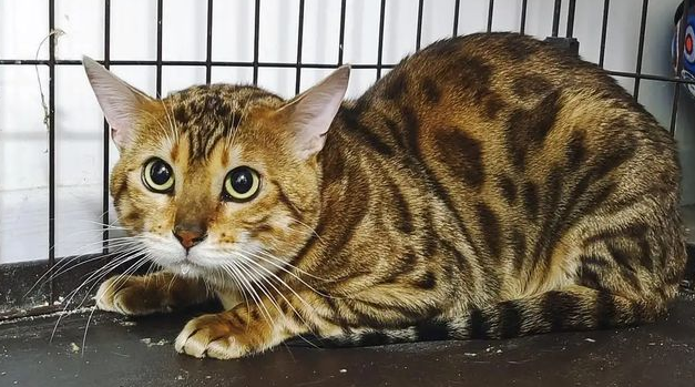 纯种豹猫和不纯区别