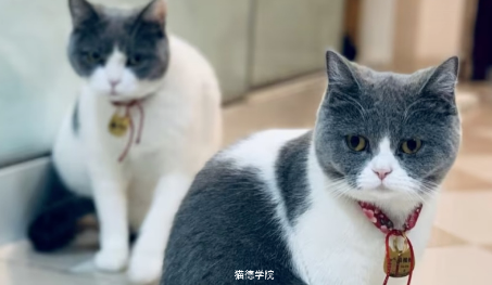 猫德学院常驻猫猫盘点第一集—头像之争：兔兔VS林妹妹
