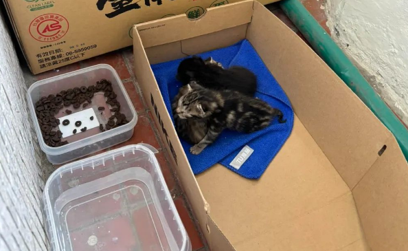 突然听见阳台有奶猫叫声,一看两只没断奶的小猫在地上,而猫妈妈... 突然听见阳台有奶猫叫声,一看两只没断奶的小猫在地上,而猫妈妈...