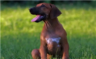罗得西亚脊背犬：AKC认证下的优秀品种！