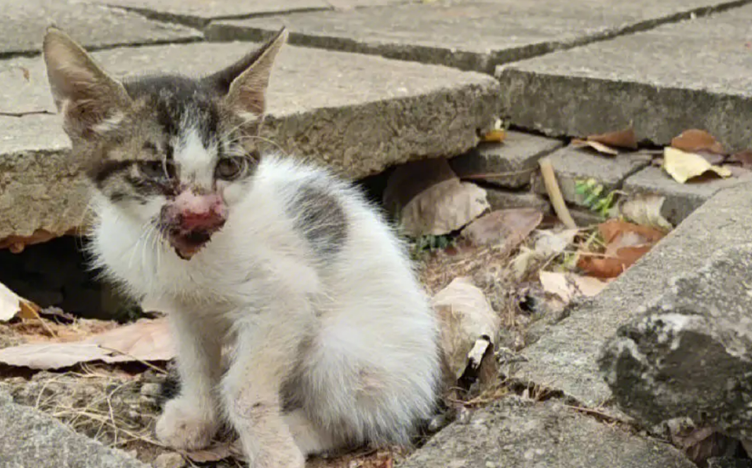 流浪猫常“蹭课”还会抓人,宁波一中学将就是否驱逐组织辩论 流浪猫常“蹭课”还会抓人,宁波一中学将就是否驱逐组织辩论