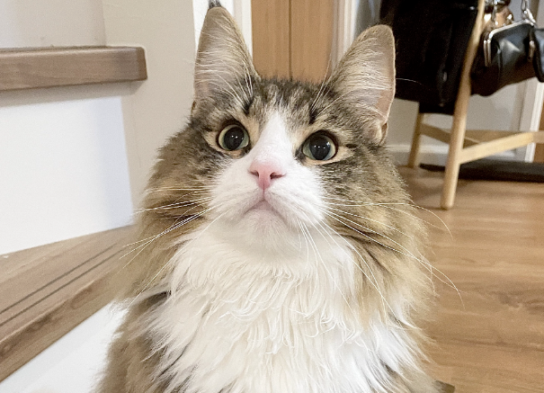 邻居的猫总来网友家玩,惹得邻居很生气,威胁要报警 邻居的猫总来网友家玩,惹得邻居很生气,威胁要报警