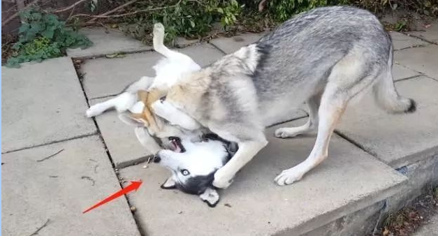 主人让二哈跟猛犬一起生活,结果二哈悲剧了,让人挺心疼的 主人让二哈跟猛犬一起生活,结果二哈悲剧了,让人挺心疼的