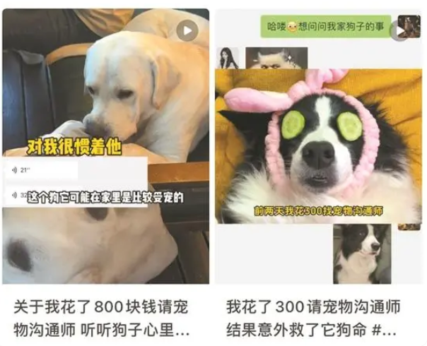 通过照片就能和宠物对话?“宠物沟通师”的读心术有点玄 通过照片就能和宠物对话?“宠物沟通师”的读心术有点玄