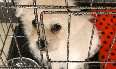 小狗狗被女孩当垃圾一样丢掉,追过去被主人踢到原处委屈的快哭了 小狗狗被女孩当垃圾一样丢掉,追过去被主人踢到原处委屈的快哭了