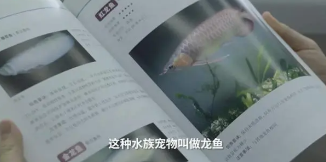 为鱼做整容，送它去选美比赛