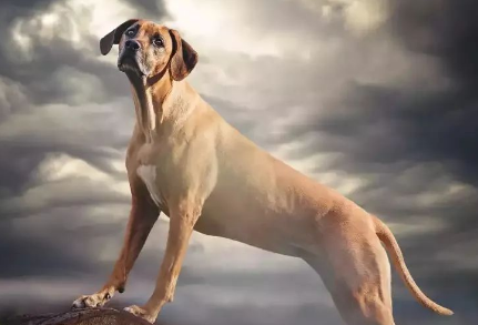 勇猛的“非洲猎狮者”,罗得西亚脊背犬! 勇猛的“非洲猎狮者”,罗得西亚脊背犬!