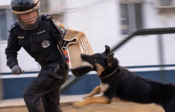 警犬上线!容城公安街面巡防再添新战力! 警犬上线!容城公安街面巡防再添新战力!