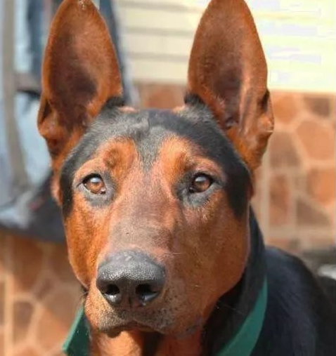 了解莱州红犬的特性 了解莱州红犬的特性
