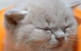 主人给小猫买了一个玩具,结果,这只猫的玩法太精彩了 主人给小猫买了一个玩具,结果,这只猫的玩法太精彩了