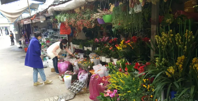 成都青石桥花鸟市场“归来”：鱼龟花易购，猫狗鸟难寻