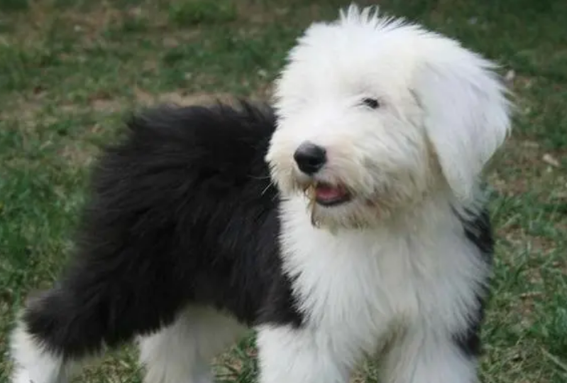古牧羊犬幼犬价格