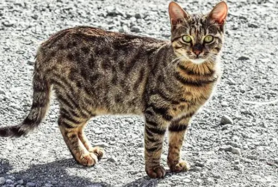 中华虎斑猫多少钱一只 中华虎斑猫多少钱一只
