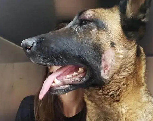 主人被美洲狮攻击,下一秒马犬冲出死里逃生的主人:我欠它一条命 主人被美洲狮攻击,下一秒马犬冲出死里逃生的主人:我欠它一条命