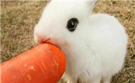 兔子吃什么食物