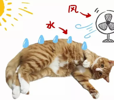 O客营养猫粮 I 猫咪又生病了？免疫力up up up
