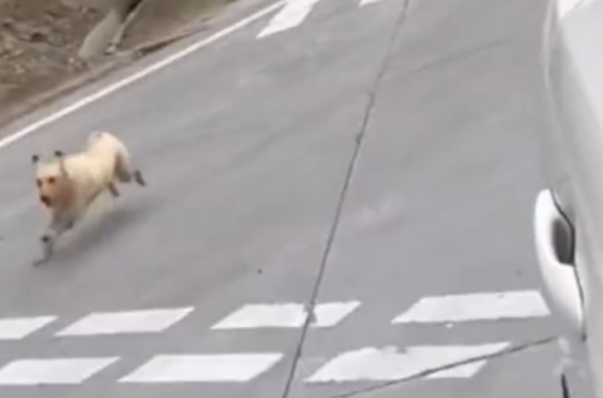 小姐姐在路边喂了只流浪狗，离开时它狂奔追汽车，自己跳进后备箱