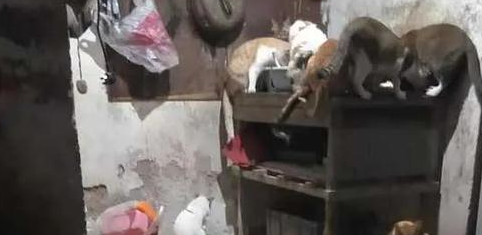 “啊?你这种条件还养什么猫?” “啊?你这种条件还养什么猫?”