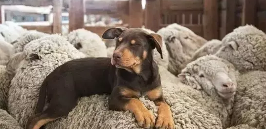 一只不会在羊身上奔跑的狗,不是好的牧羊犬! 一只不会在羊身上奔跑的狗,不是好的牧羊犬!