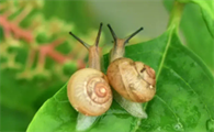 蜗牛死前征兆